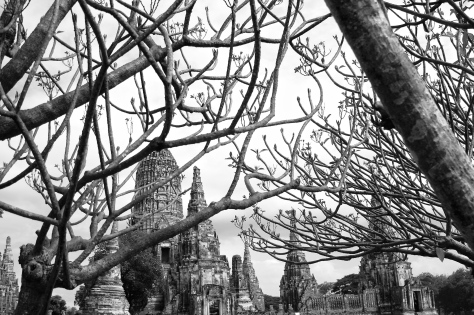 Wat Chaiwatthanaram through the branches, Ayutthaya.